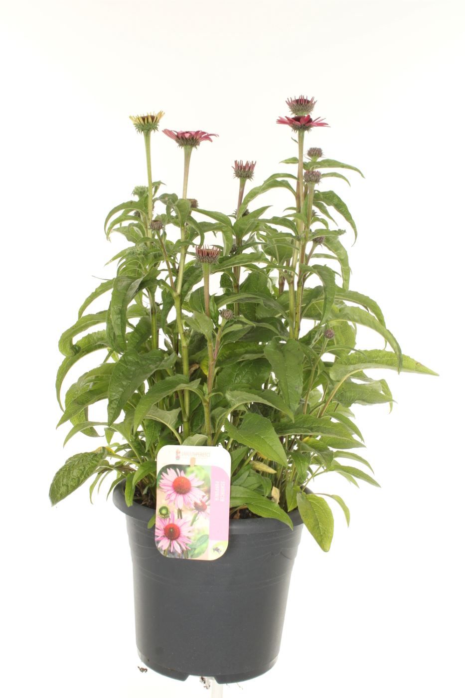 Echinacea purpurea Lakota Rose, D 27