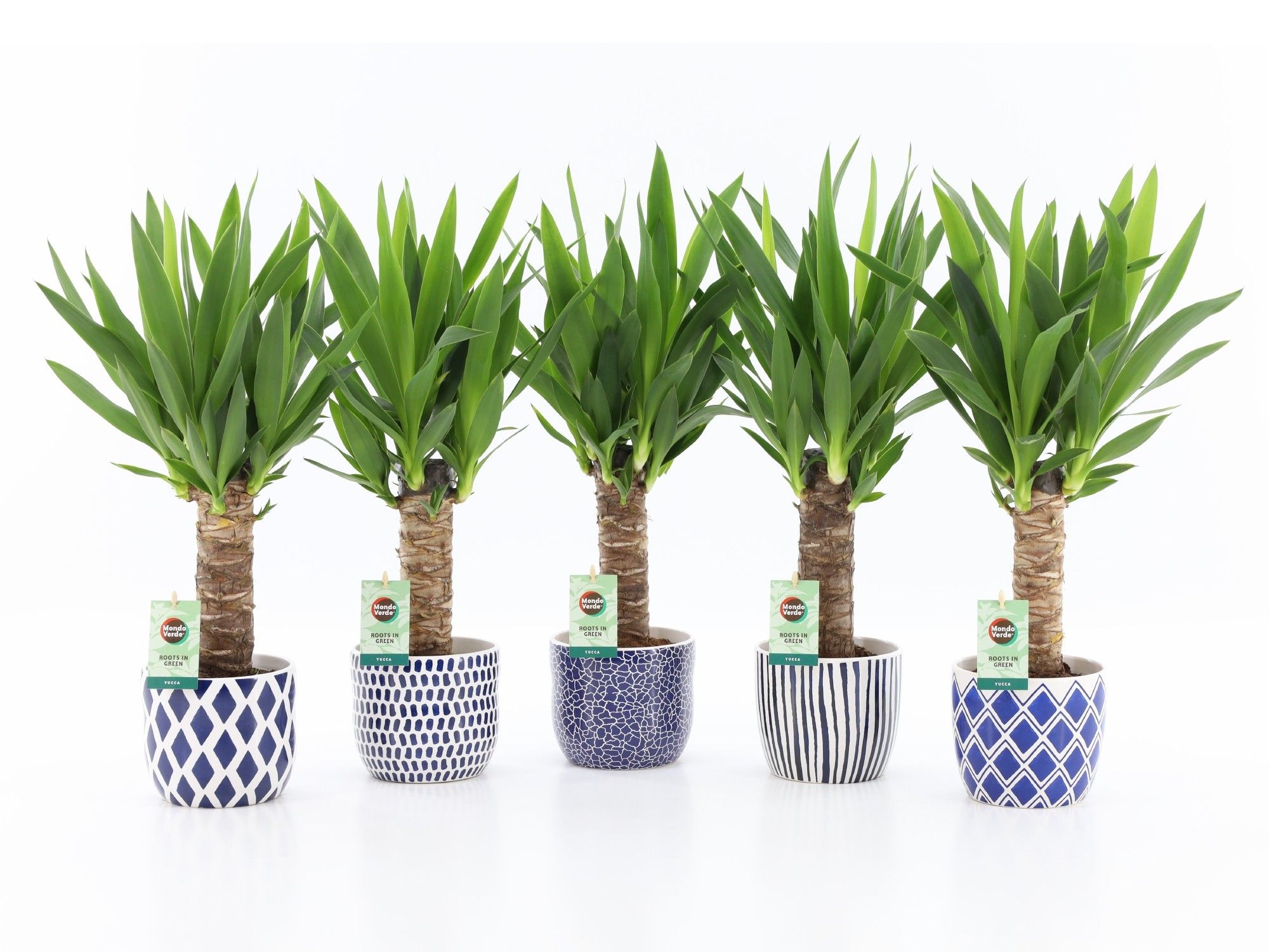 Yucca 25cm Hout 3+ kop in Delft-Blue Keramiek, D 13