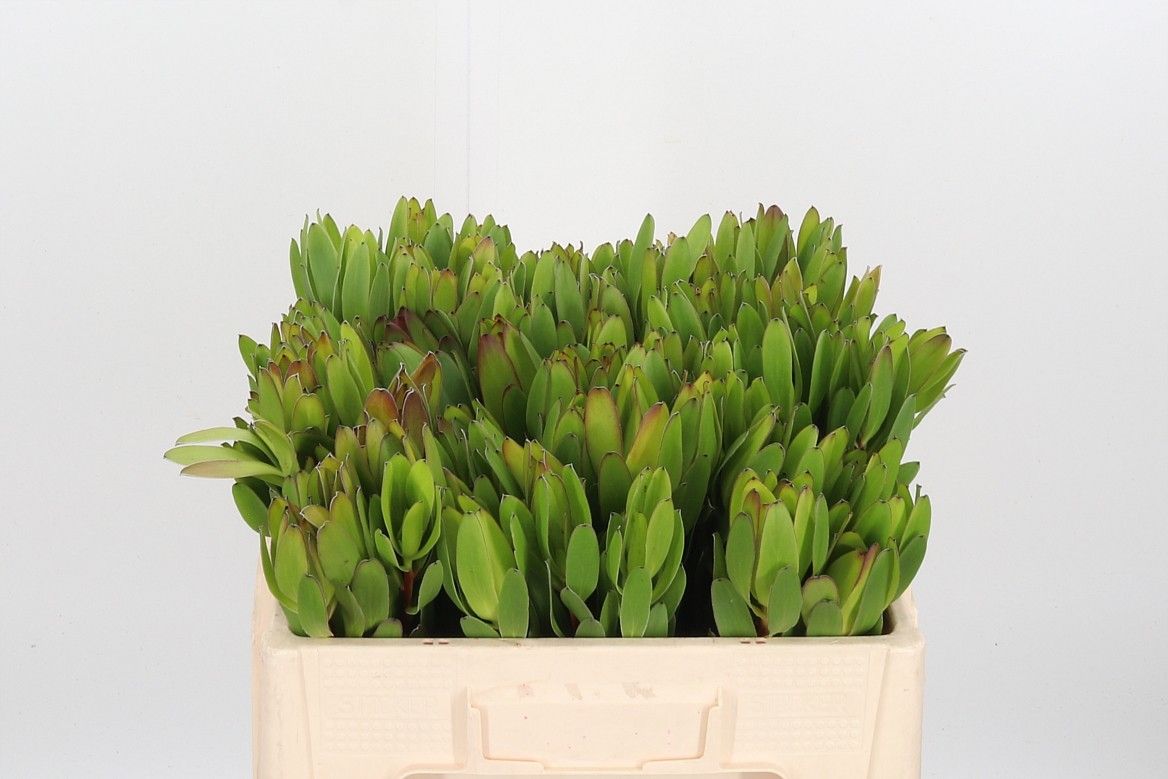 Леукадендрон Сафари Голдстрайк 50, шт.