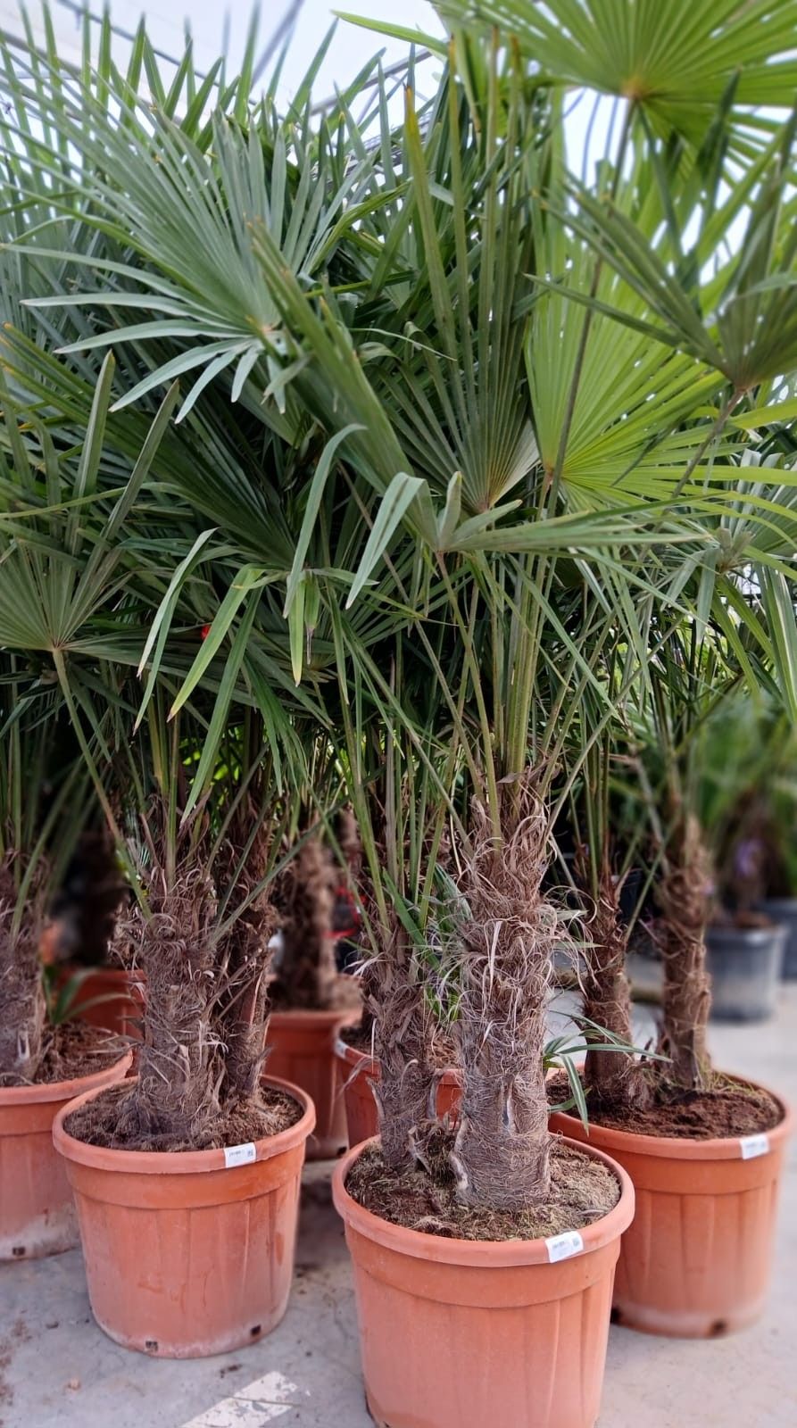 trachycarpus fortunei, D 45