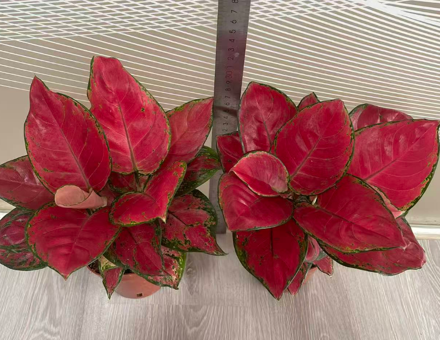 Аглаонема ред джой 2РР 12 20