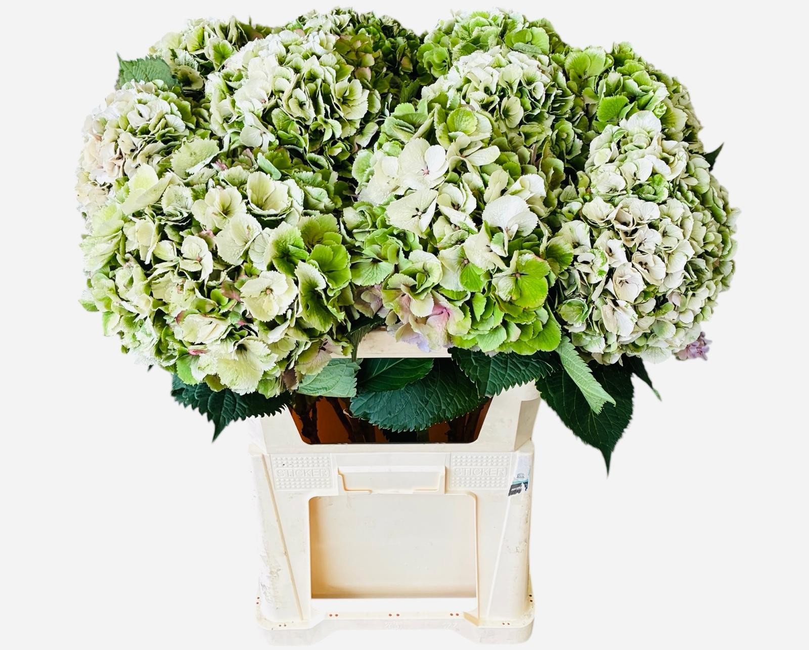 Гортензия Элбтал Классик 80, шт.