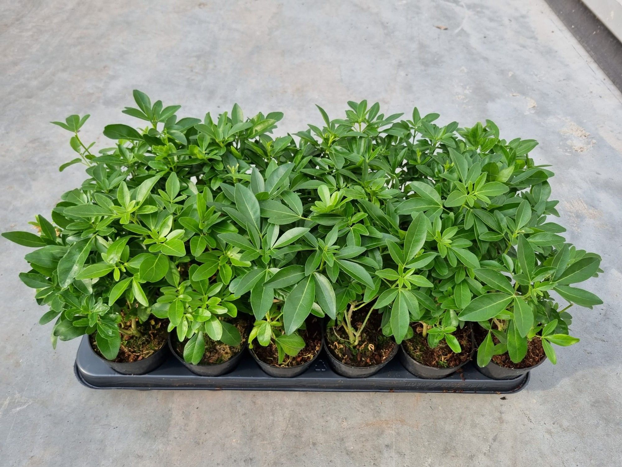 Choisya ternata p9,5, D 9