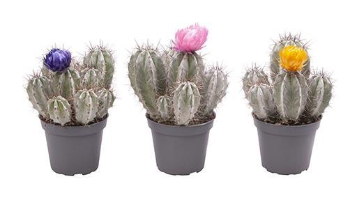 ECHINOCACTUS HYBRID 'ARTIFICIAL FLOWER', D 6 cm