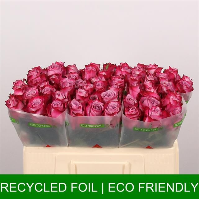 Роза од. Дип Перпл 50, шт.