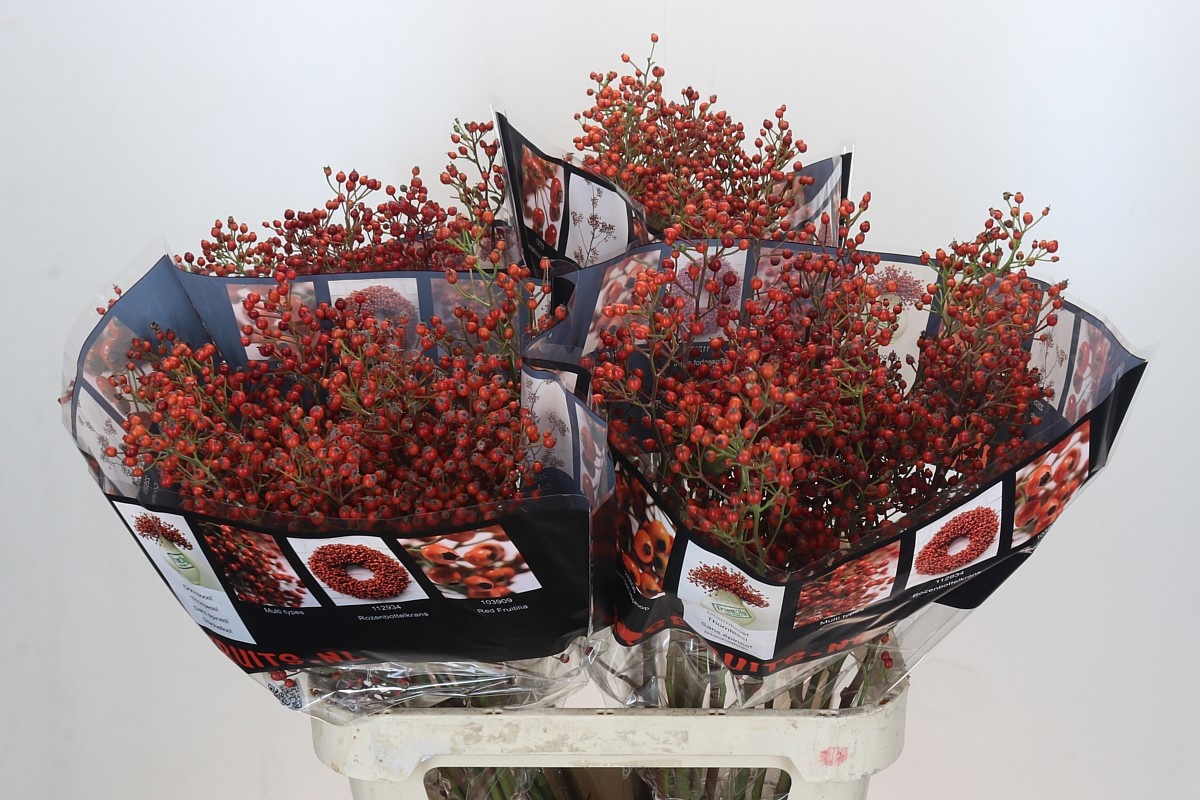 Рузботель Роузфрут Элит 90, шт.