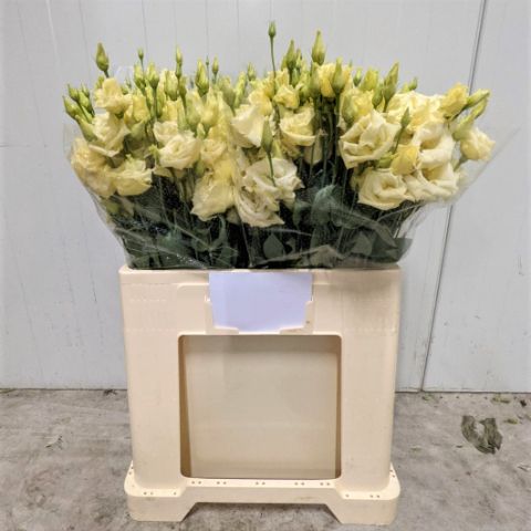 Эустома Алисса Еллоу 65 (желт.), шт.