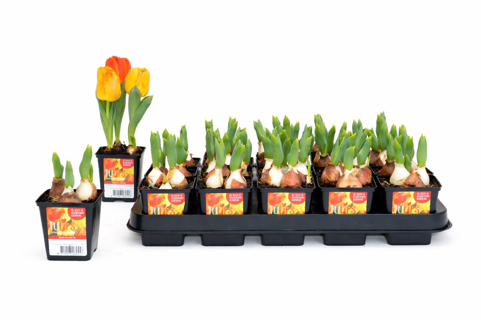 Tulp Flaming Baby 7 cm, D 7