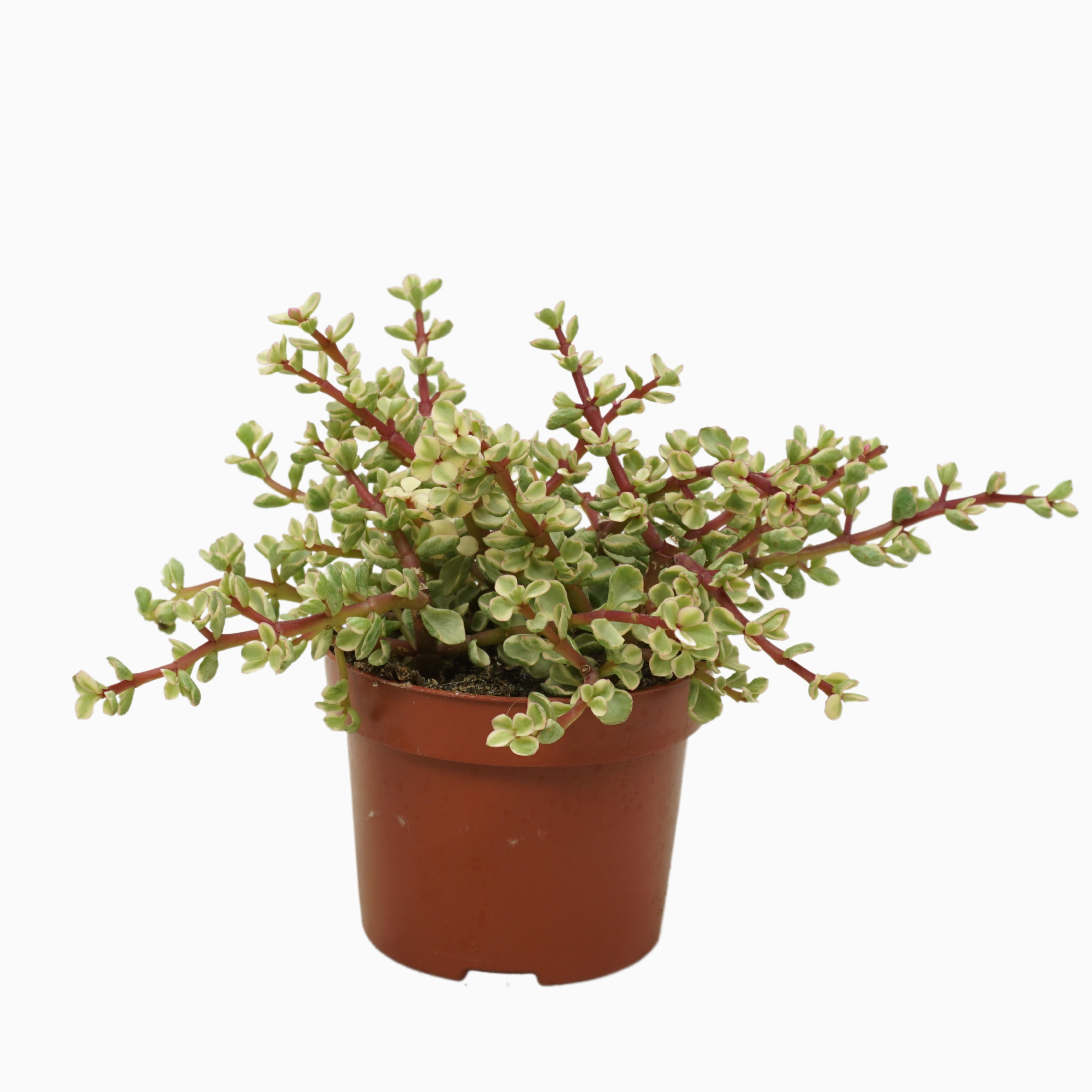 Portulacaria afra variegata 12 cm, D 12