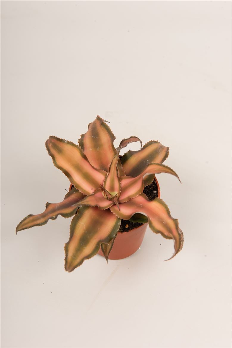Cryptanthus 'Bivitatus', D 5,5