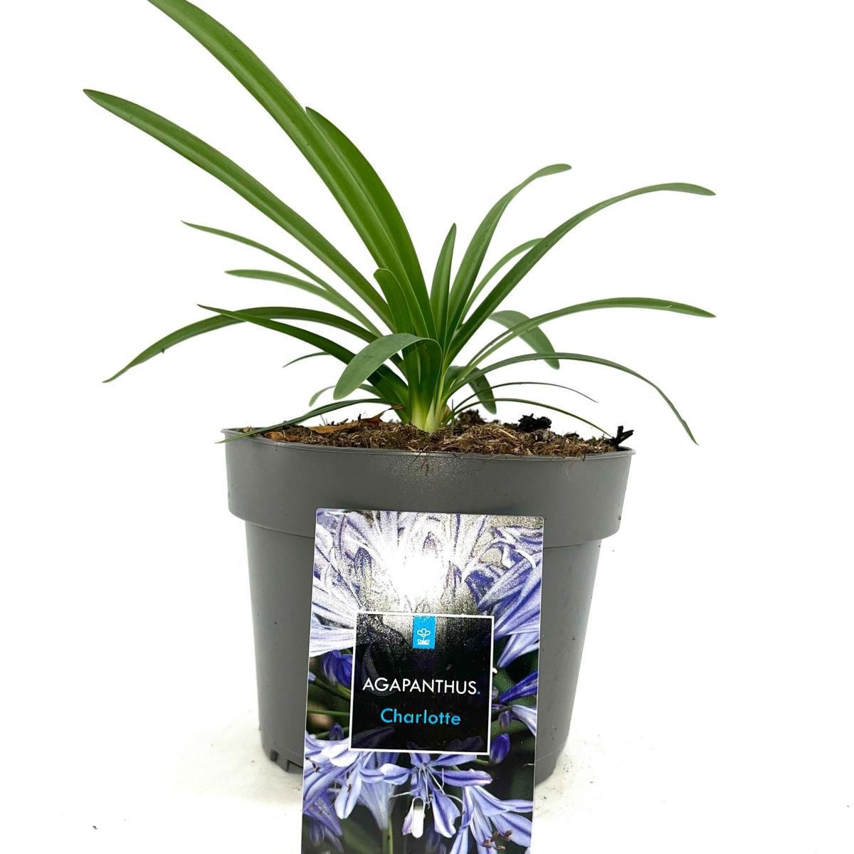 Agapanthus 'Charlotte', D 17
