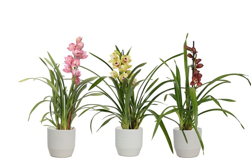 Tirza p12 vanille mix Cymbidium mix 1T05+, D 12