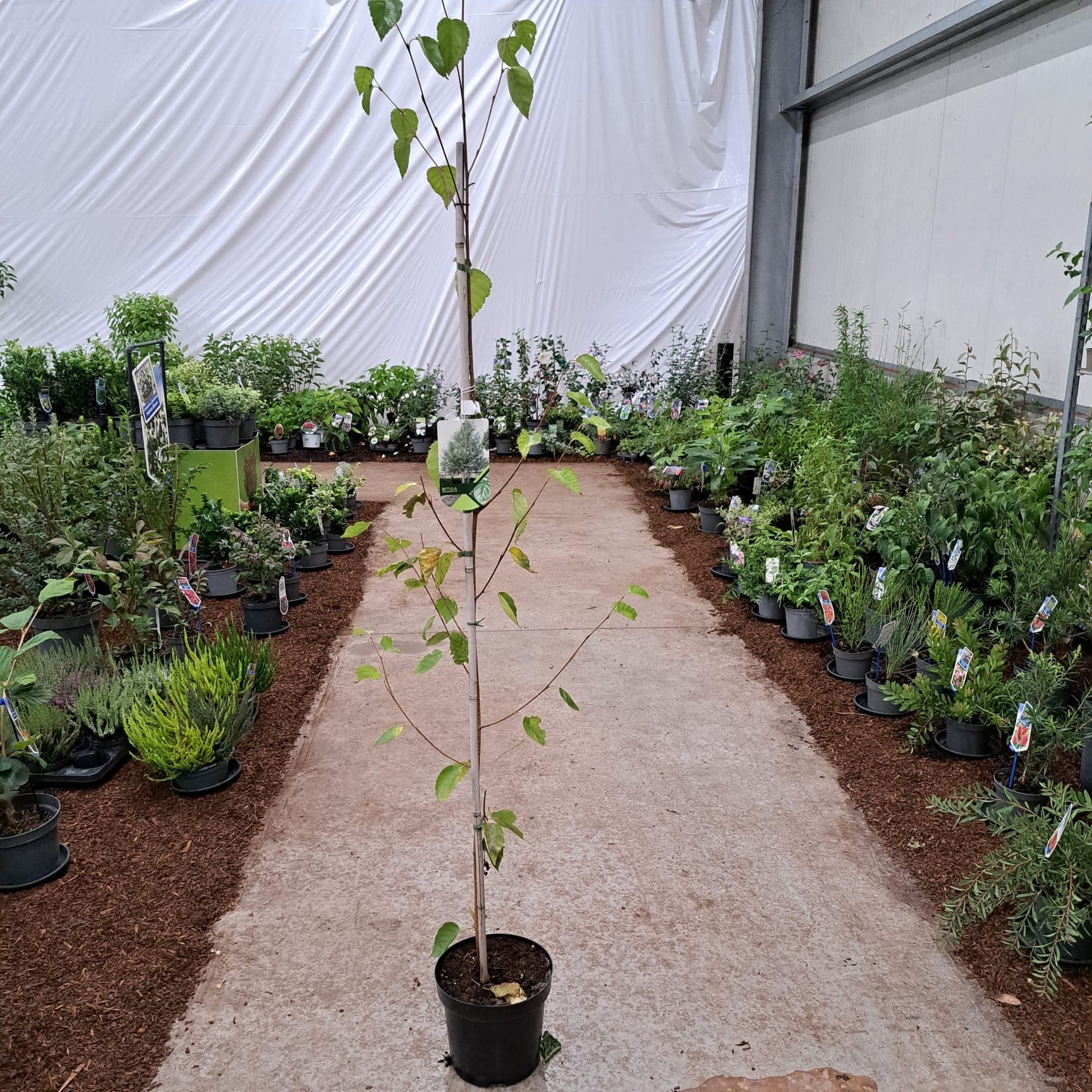 Betula utilis jacquemontii, D 26