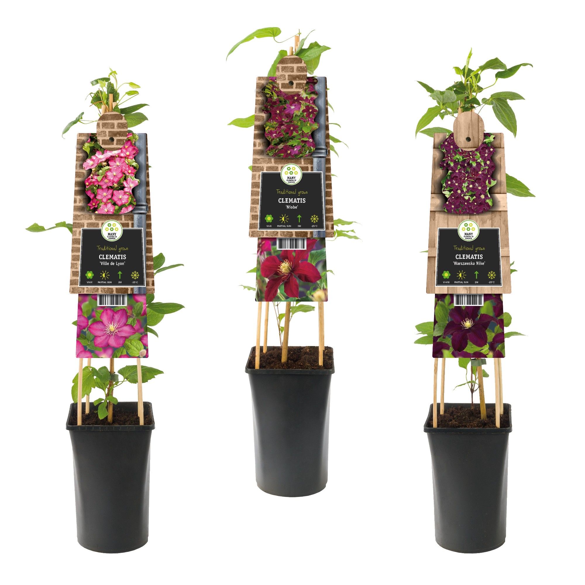 Mixtray Clematis large-flowered red +3.0 label, D 17