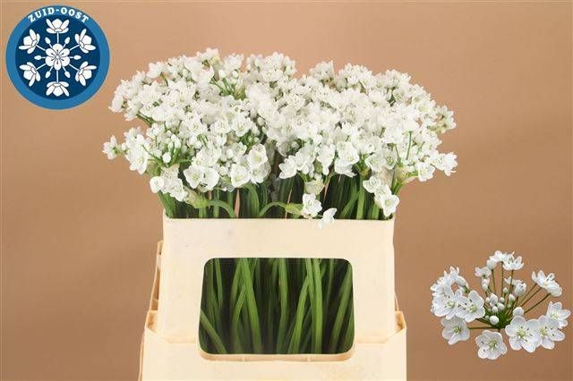 Аллиум Флокон 55, шт.