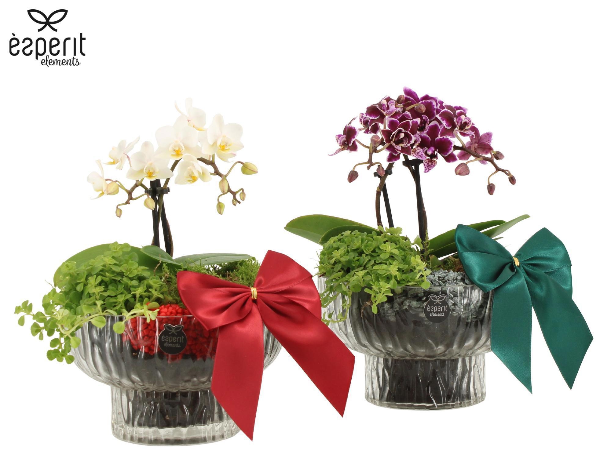 62137: X-mas arrangement, D 16