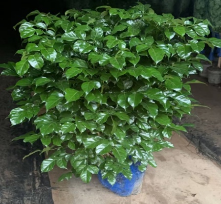 Радермачера синика Грин Трежер 28 100/110 28 100