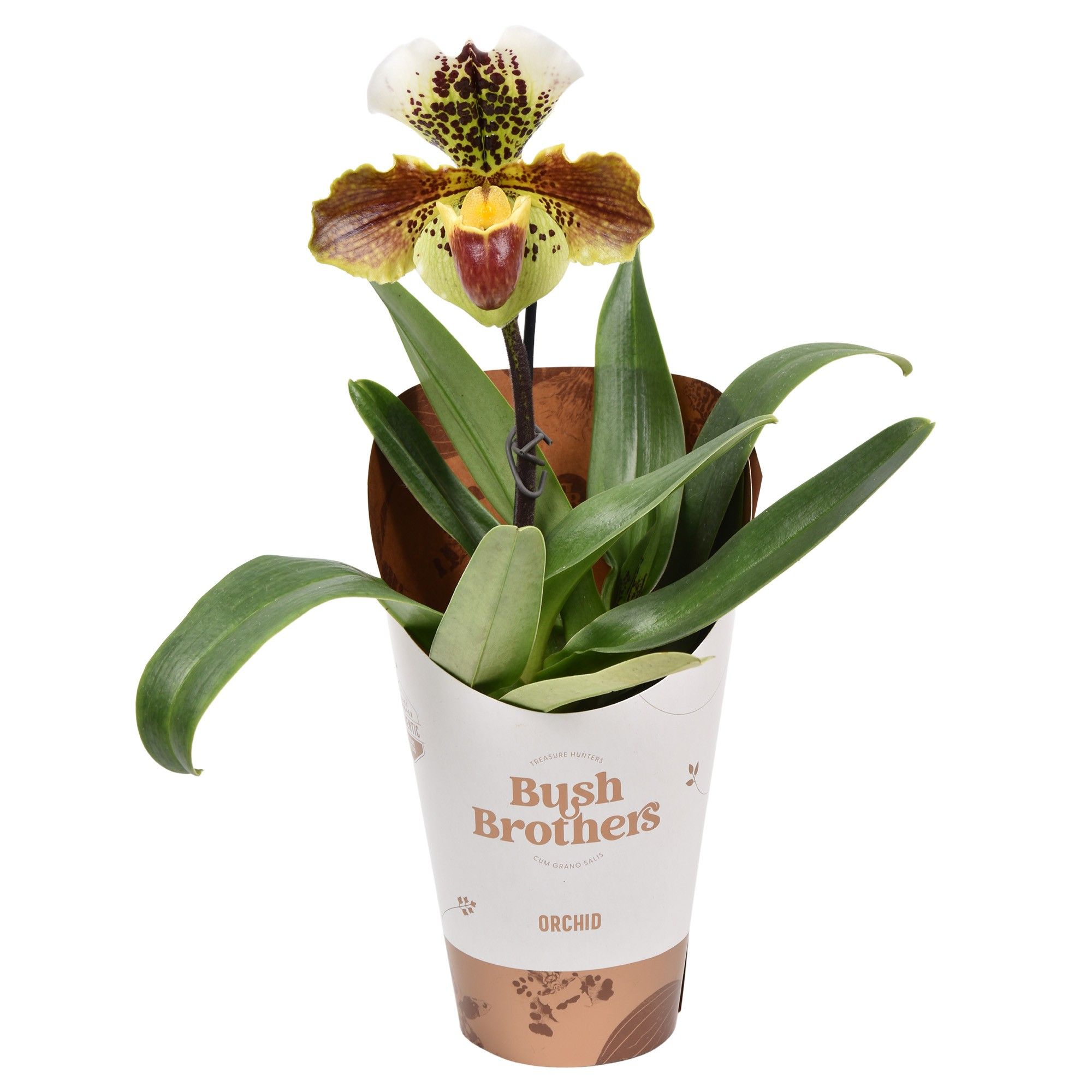 Paphiopedilum USA XXL 12 cm, D 12