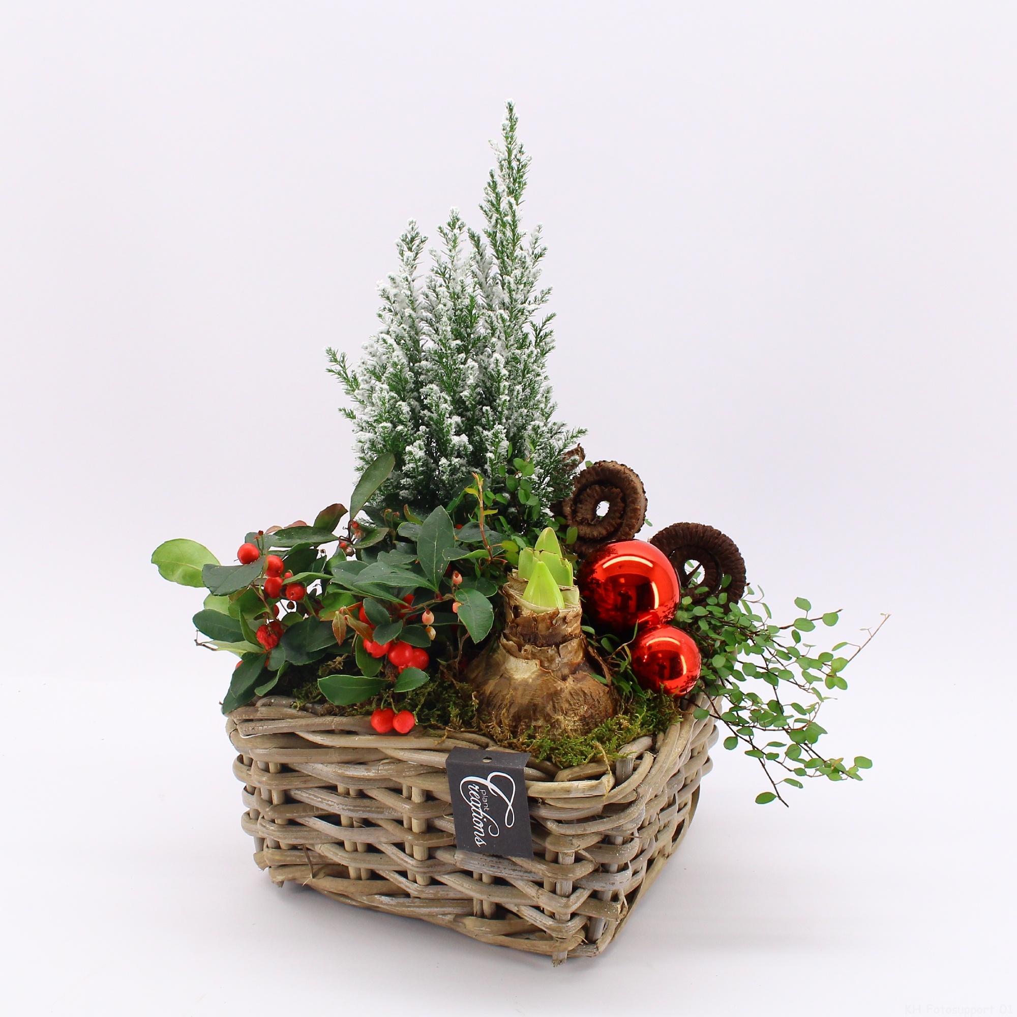 GACR-2514 Gaultheria creatie, D 23 cm