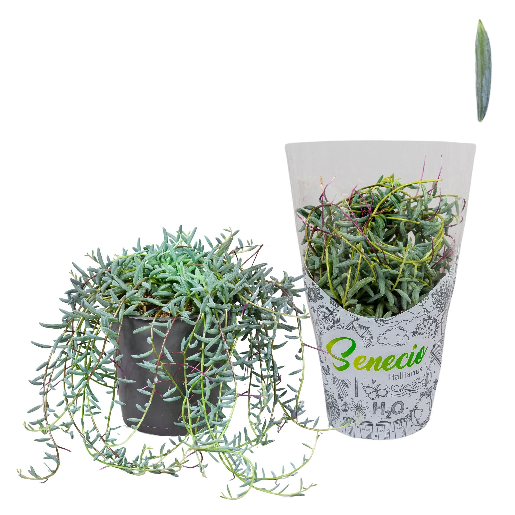 Senecio Hallianus in H2O Hoes, D 12