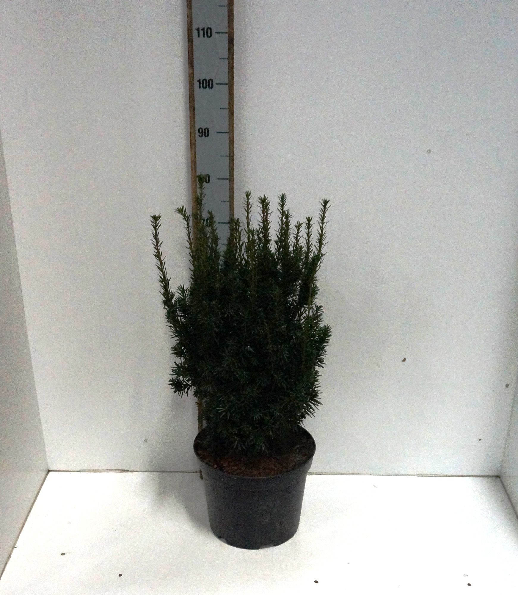 Taxus media Hillii, D 26
