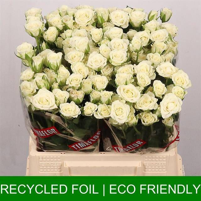 Роза куст. Сноуфлейк 40, шт.