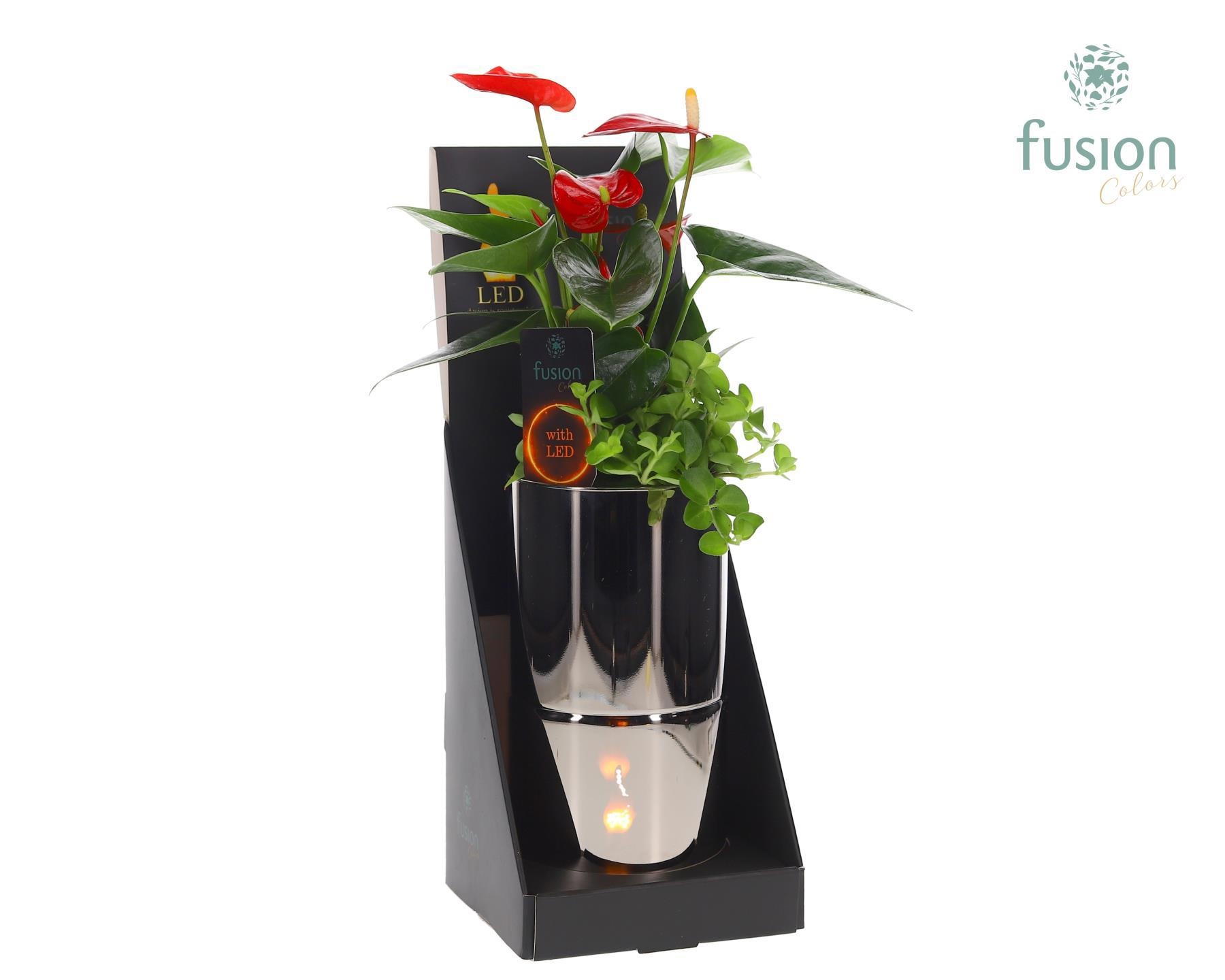 Glas tube Led planter groot met Arrangement, D 11 cm Glas tube Led planter groot met Arrangement, D 11 cm