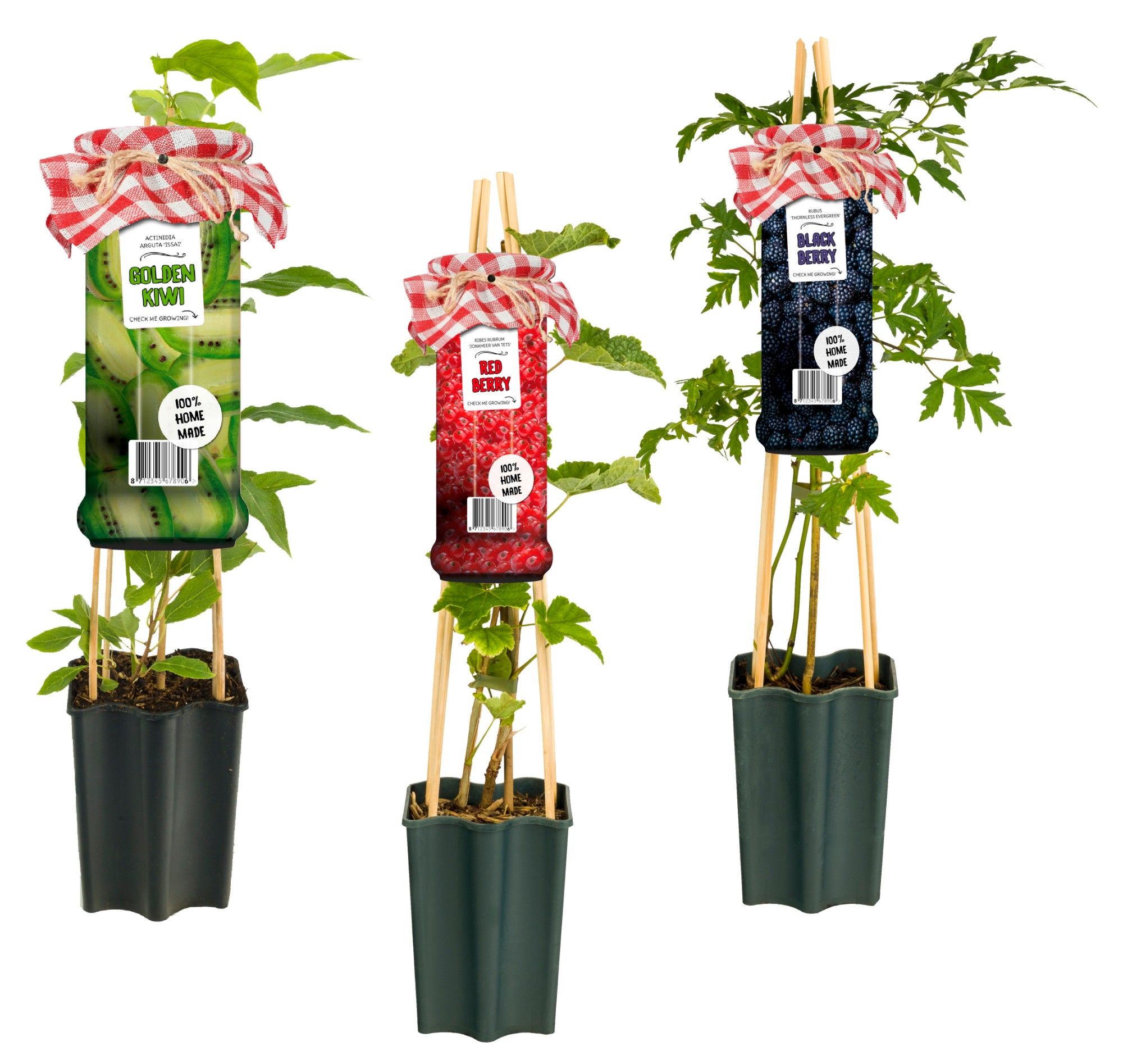 Mix CC Fruit +weckpot label, D 15