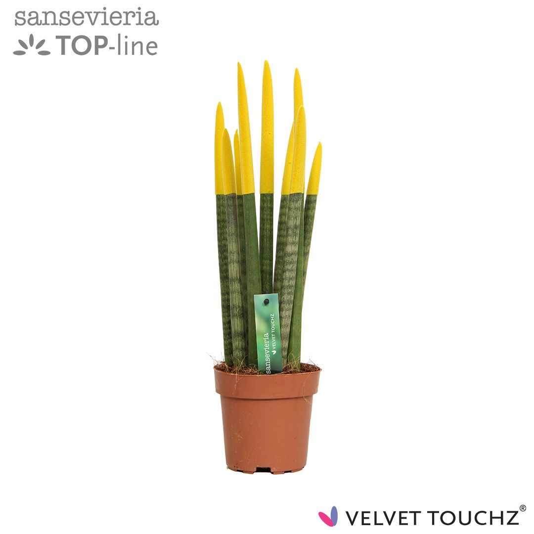 Sansevieria VELVET TOUCHZ® Geel, D 12