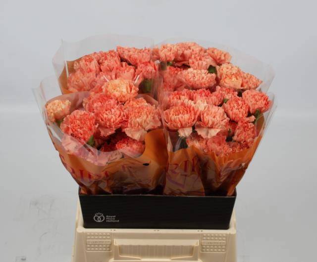 Диантус од. Гермес Оранж, шт.