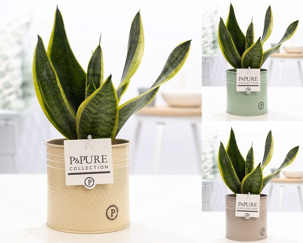 Sansevieria Trif. "Futura Superba" in P&PURE zinc Louise 4 ass., D 12