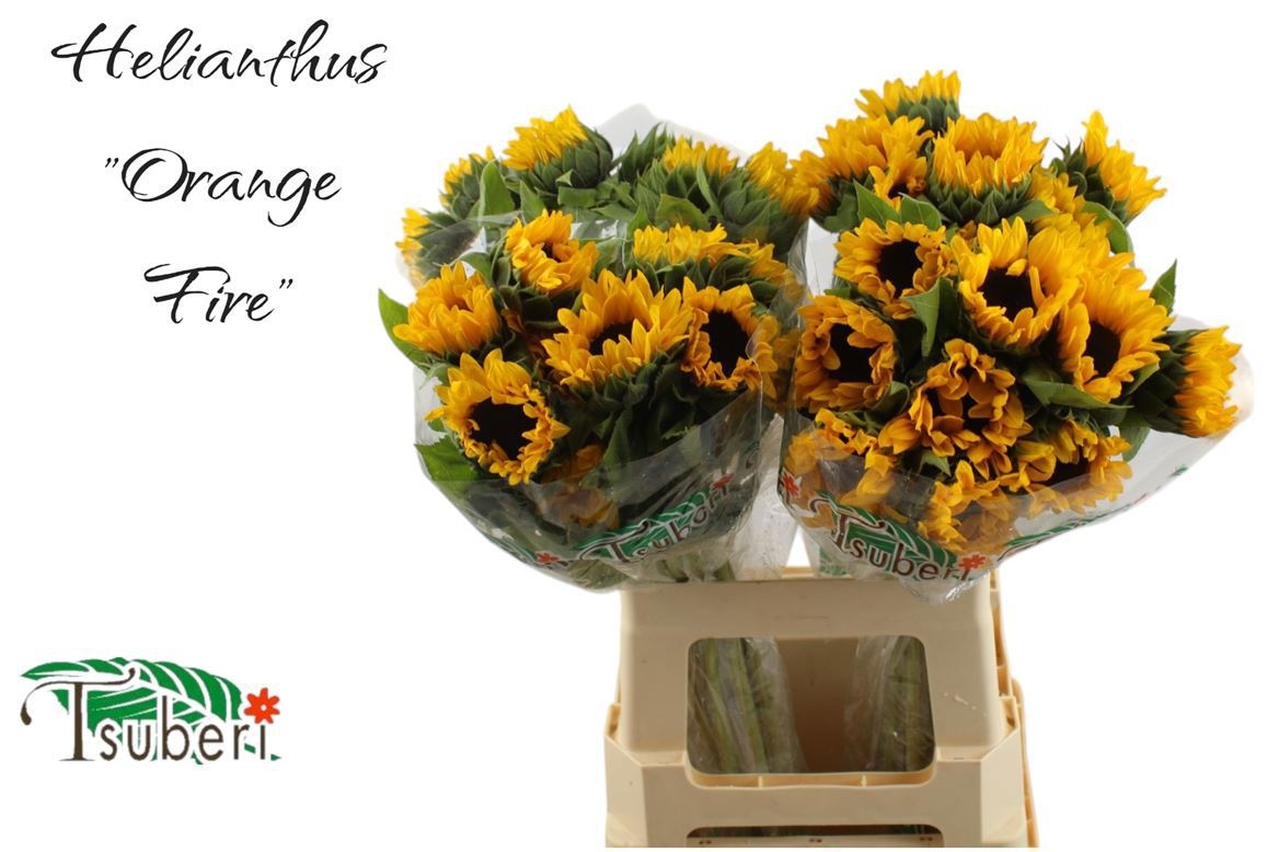 Гелиантус Оранж Фае 65 (оранж.), шт.
