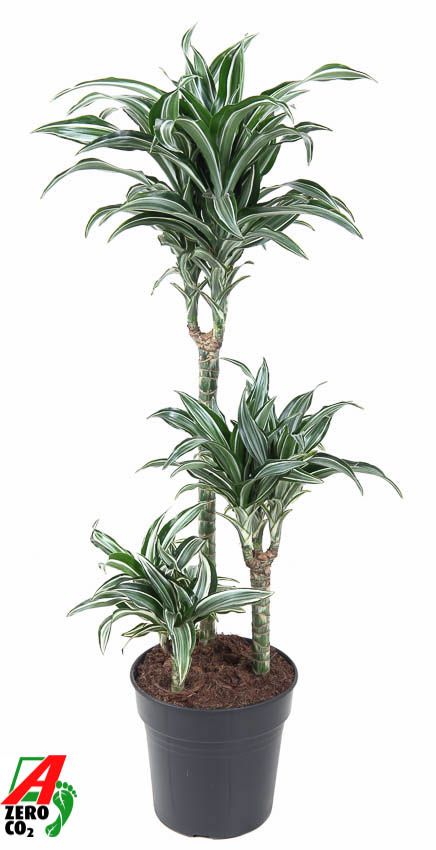 Dracaena Jade Jewel 60-30-15, D 21