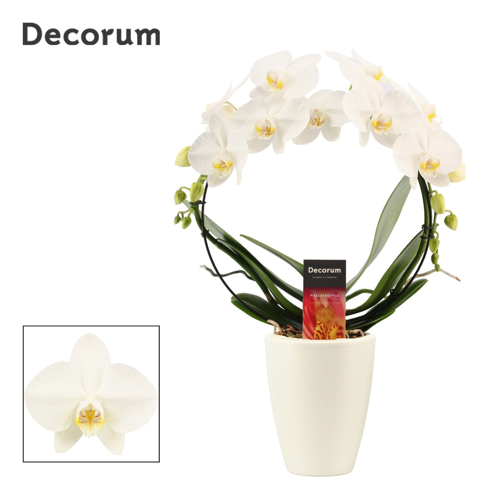 Phalaenopsis boog wit in Carly wit mat (Deco-collection), D 12 cm