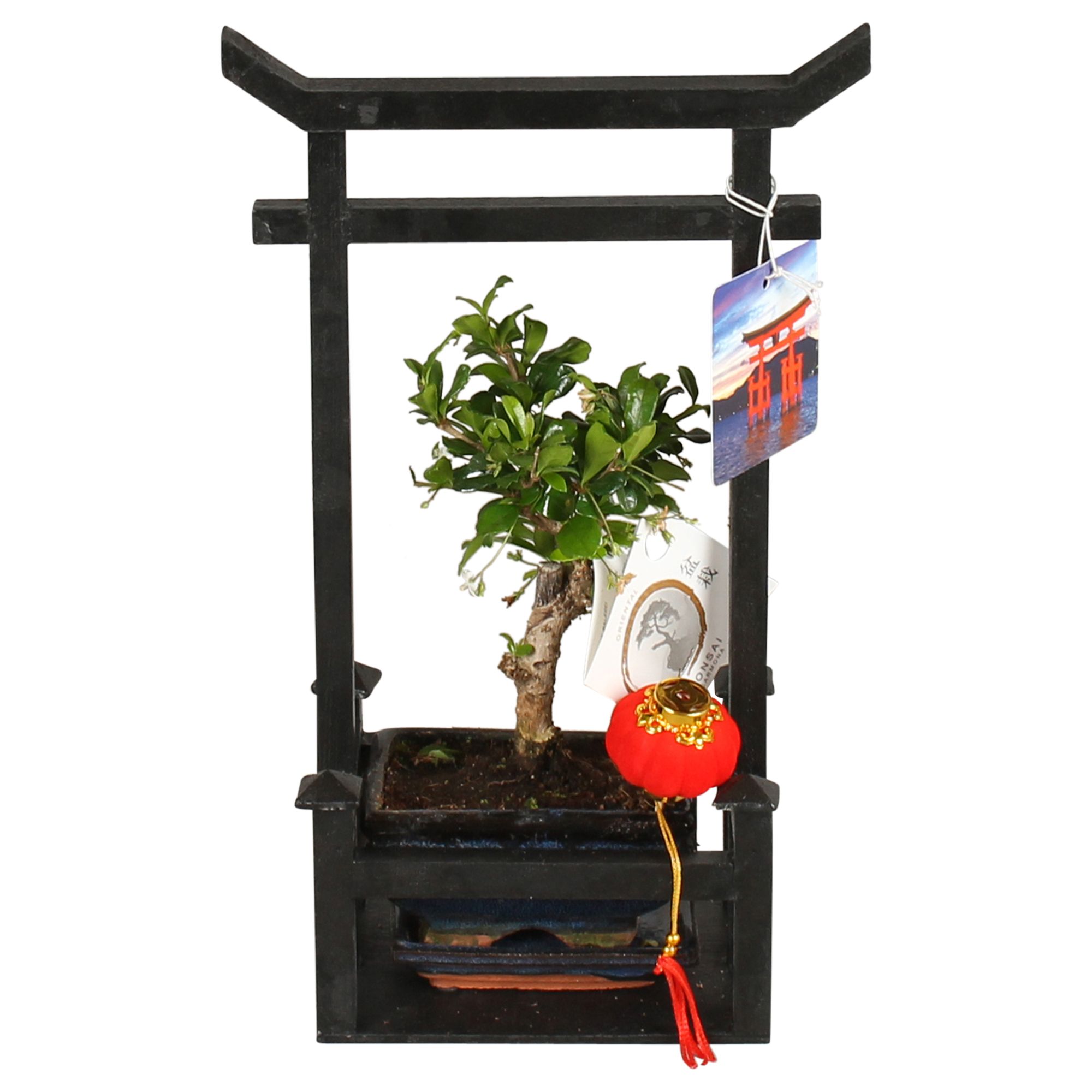 Bonsai Mixed in Ø12cm Ceramic with Saucer in Black Torii, D 23