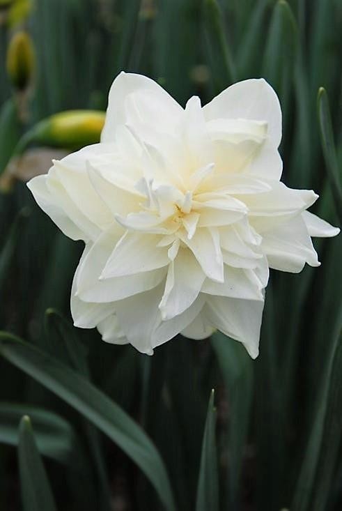 NARCISSUS INCOMPARABILIS 'WHITE MEDAL', D 11