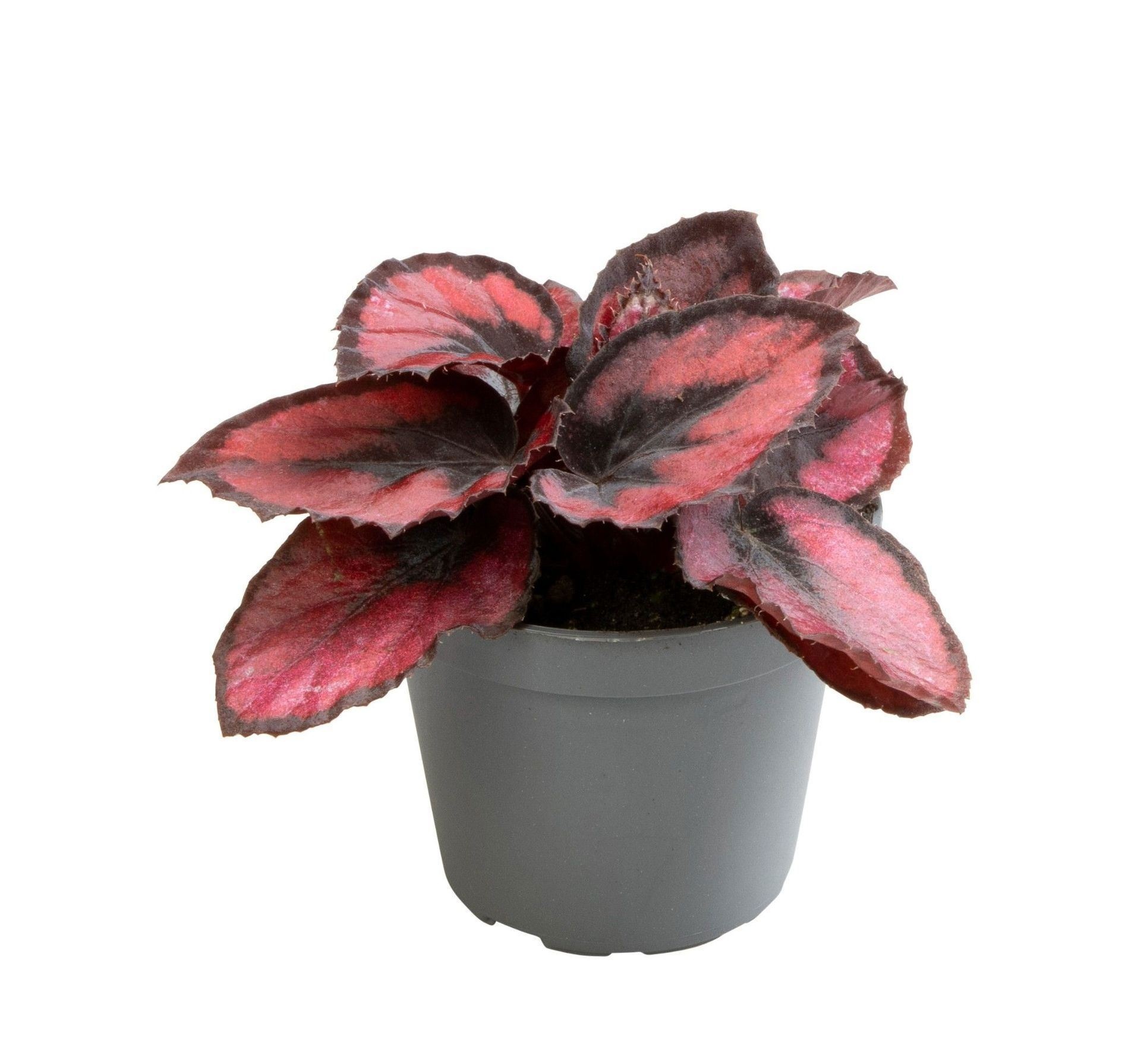 Begonia Rex Red kiss� 6 cm, D 6