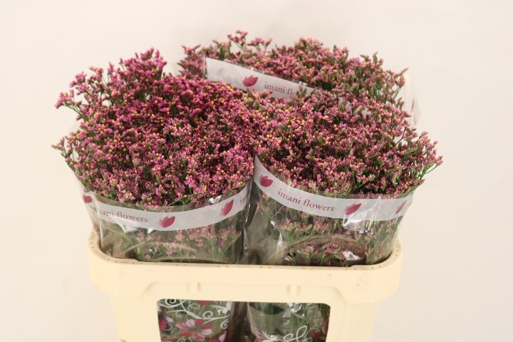 Лимониум Наоми Даймонд 70, шт.