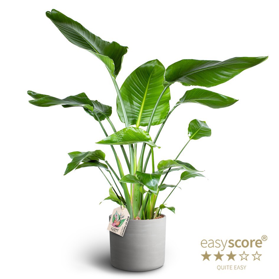 Raw Grey, Strelitzia nicolai, D 26