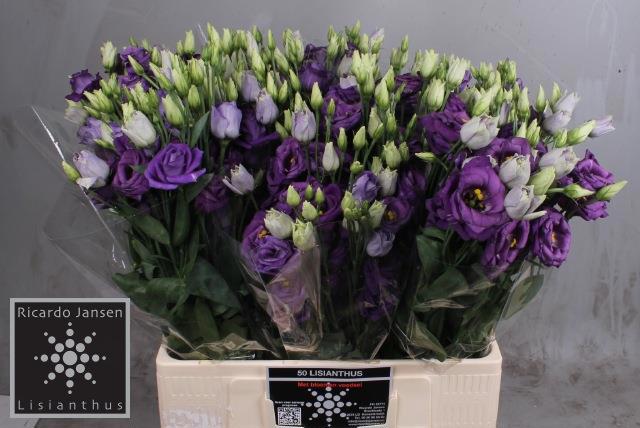 Эустома Розита Блю 55 (син.), шт.