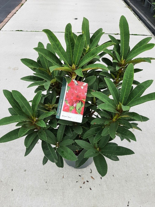 Rhododendron 'Wilgen's Ruby', D 23