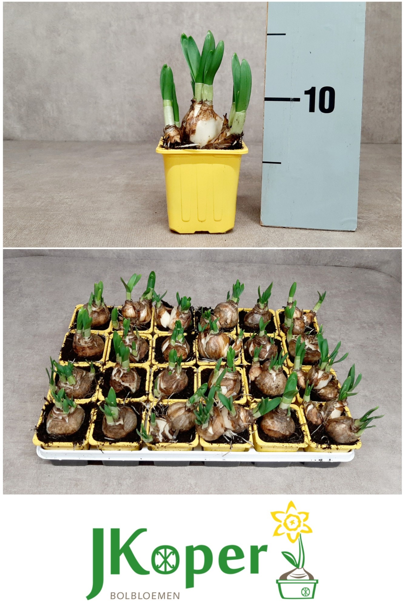 Narcis Tete a Tete 7 cm, D 7