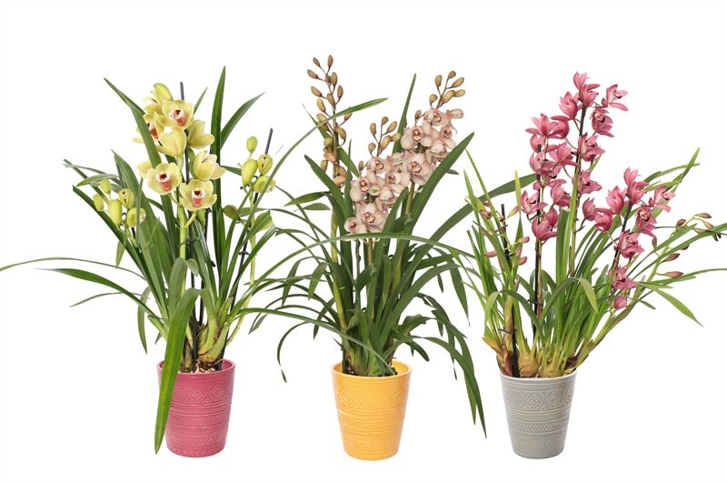 Zoe p12 tribal safari mix Cymbidium mix 3T15+, D 12