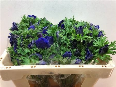 Анемон Галил Блю 45 (син.), шт.