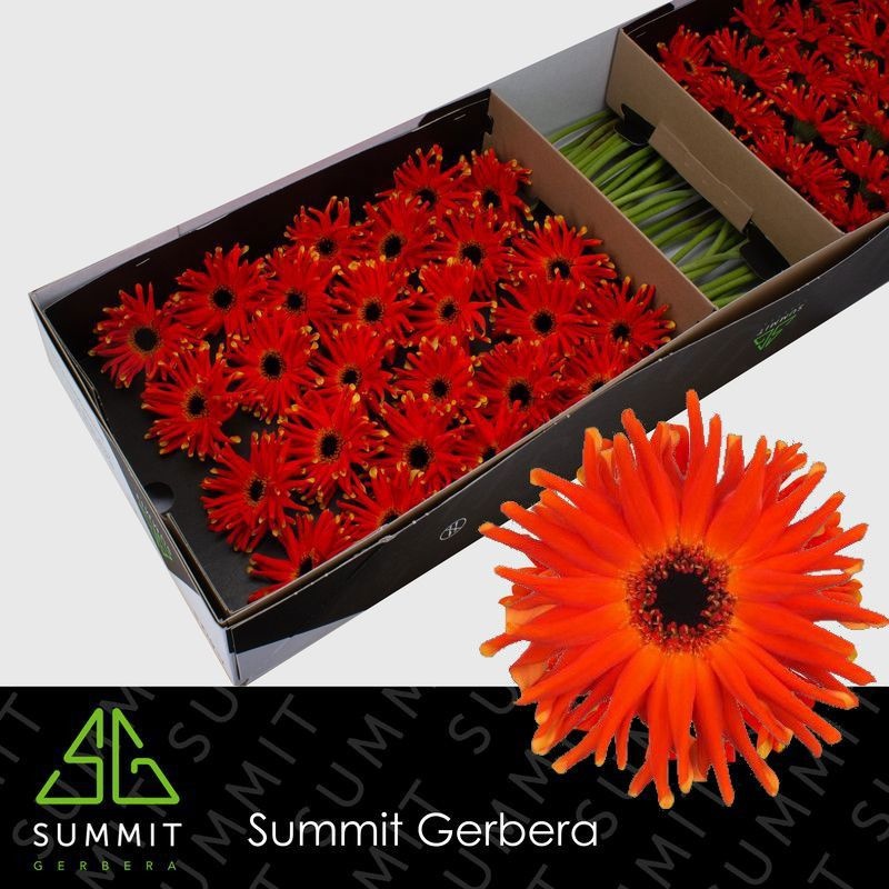 Гербера Пастини Эмилия, шт.