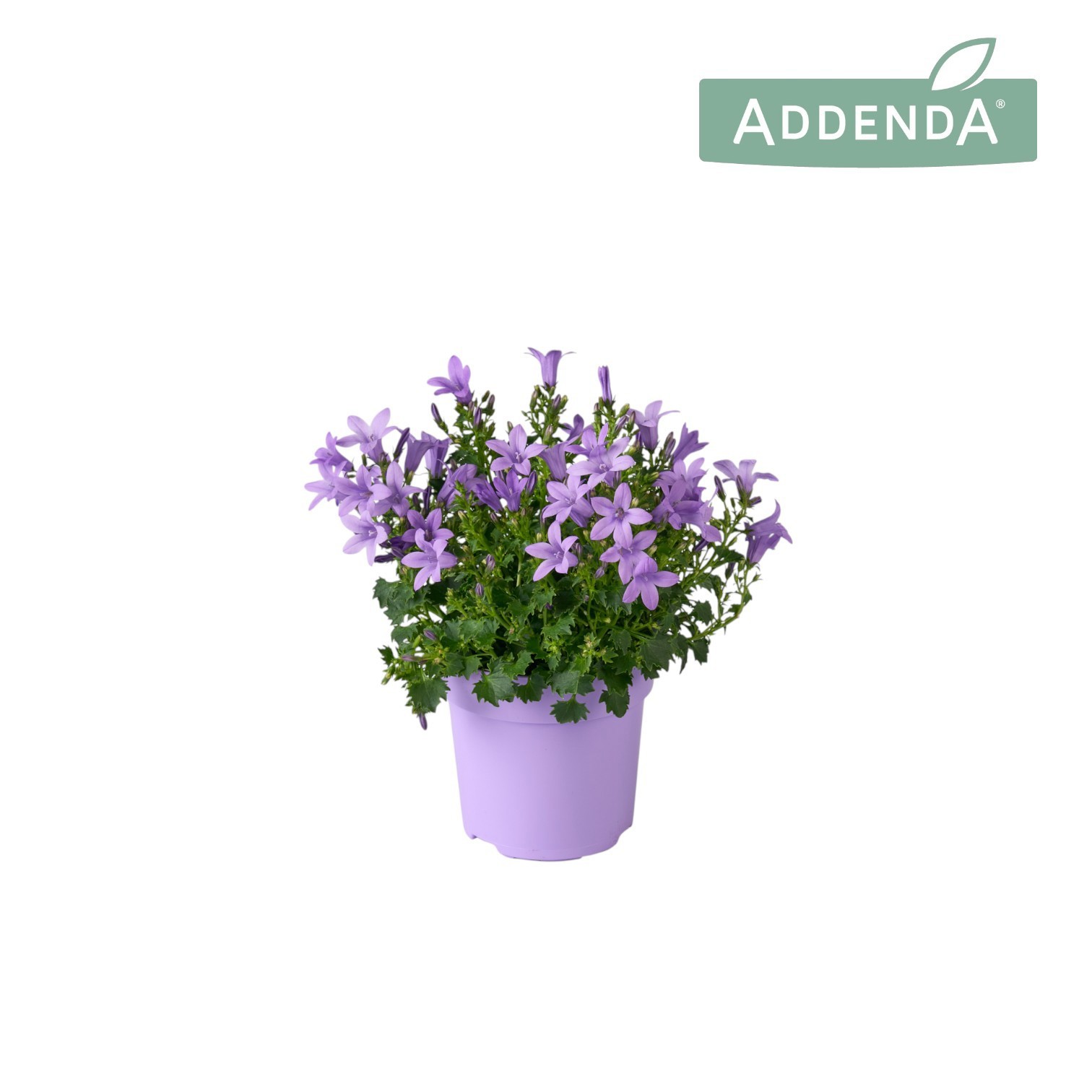 Campanula Ambella Lavender Ton sur Ton P10,5, D 10,5