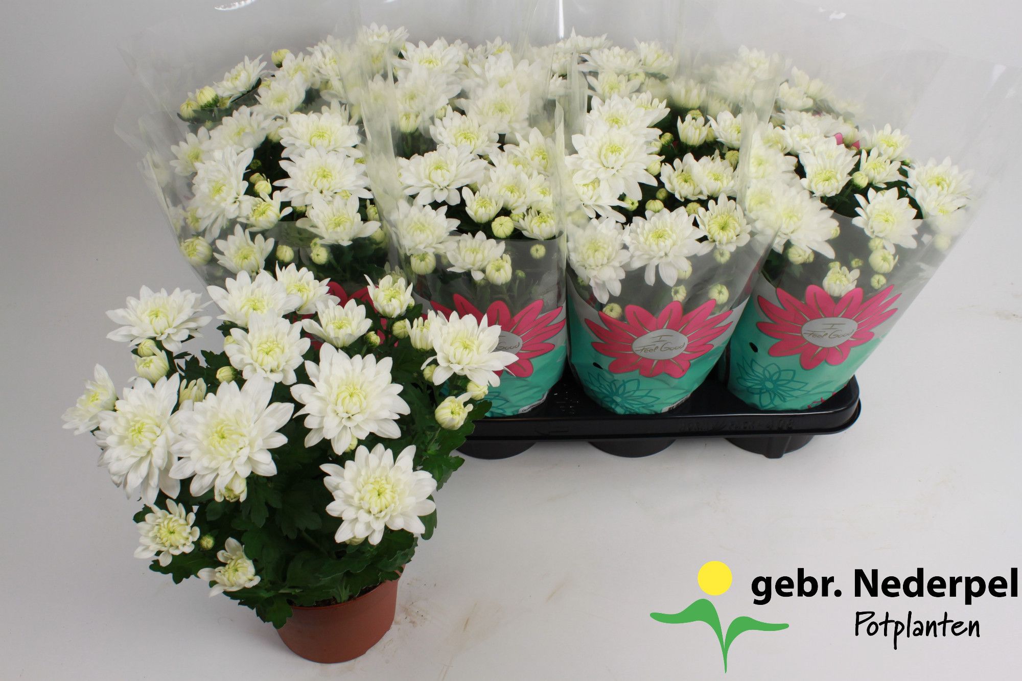 Chrysanthemum 'Chrystal White' Stadium 3, D 14