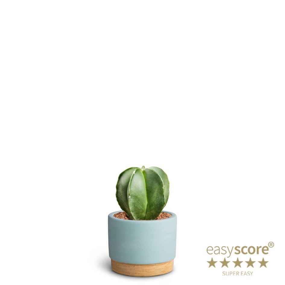 ASTROPHYTYM MYRIOSTIGMA 40660387 WB Sky, D 7