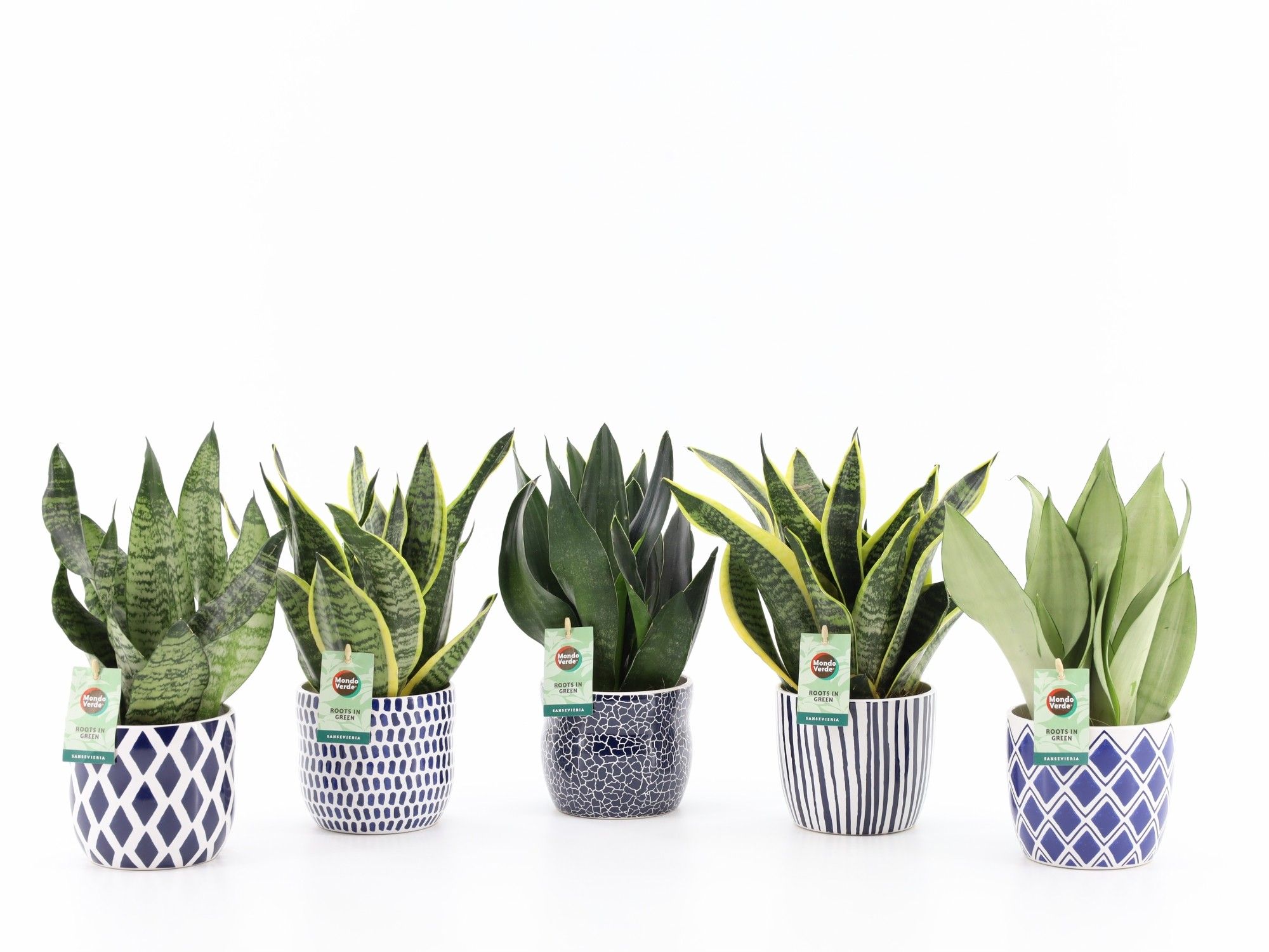 Sansevieria Mix in Delft Blue keramiek, D 13