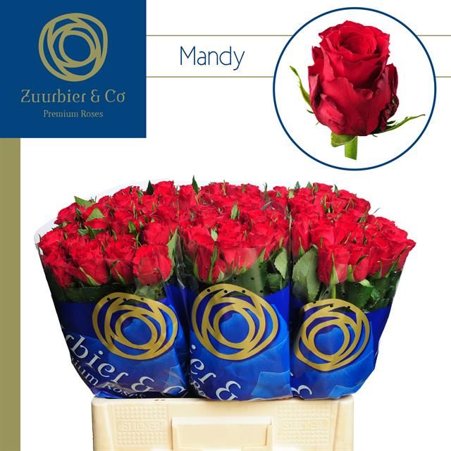 Роза од. Мэнди 60, шт.